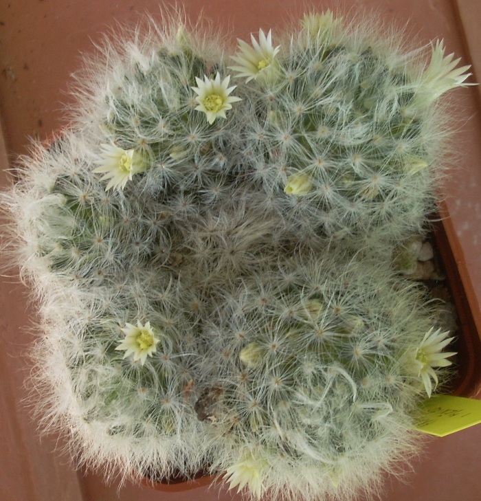 Mammillaria albicoma SB 271