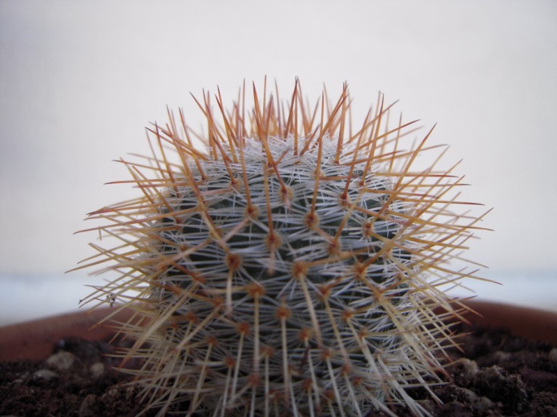 Mammillaria albidula 