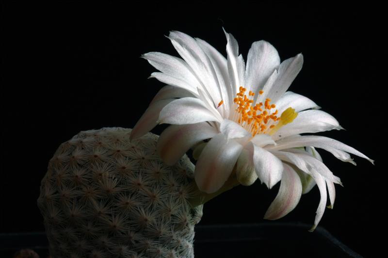 Mammillaria albiflora 