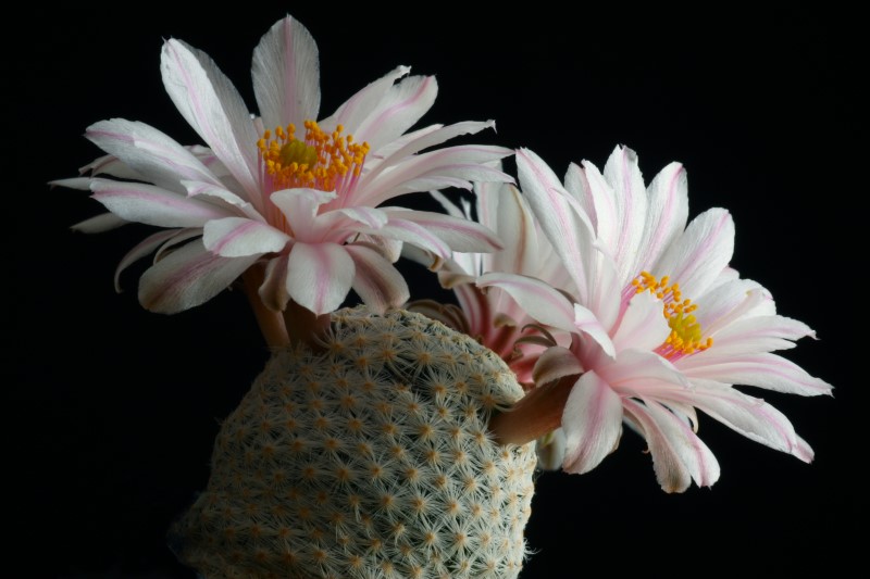 Mammillaria albiflora 