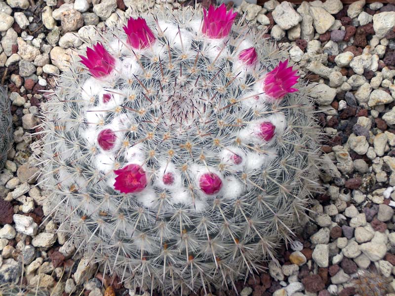 Mammillaria albilanata 