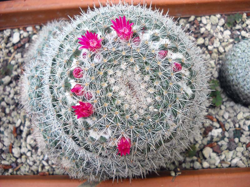 Mammillaria albilanata 