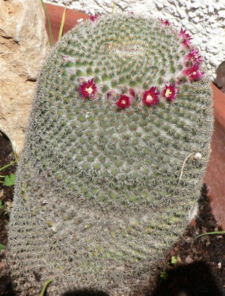 mammillaria  