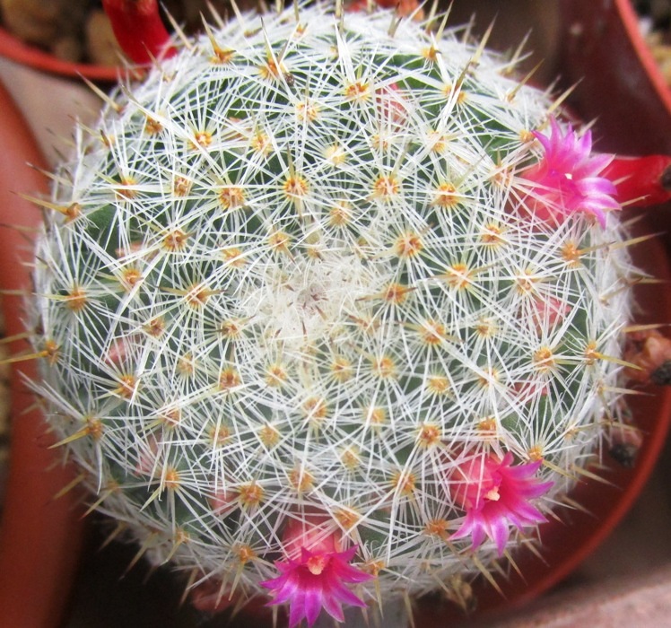 Mammillaria halbingeri P349