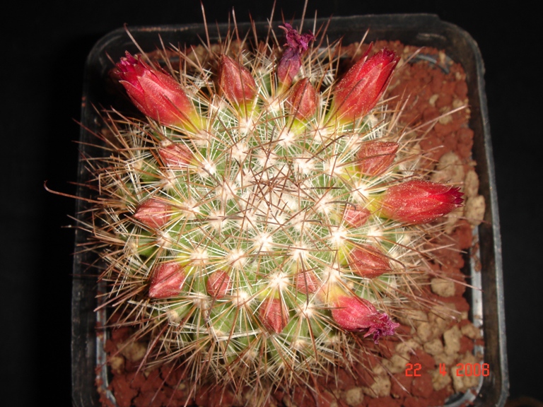 Mammillaria albrechtiana 