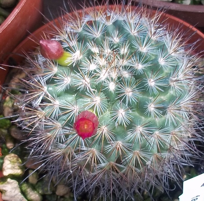 Mammillaria albrechtiana 