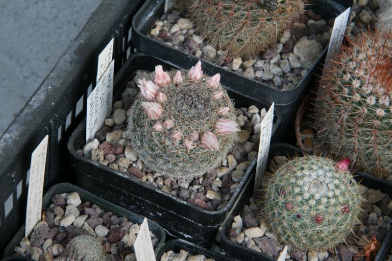 Mammillaria arroyensis 