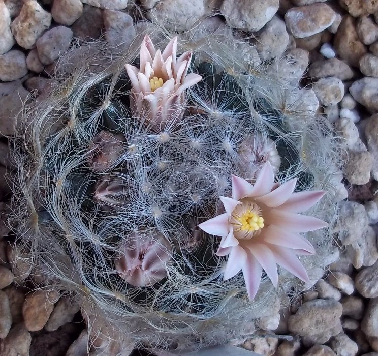 Mammillaria aureilanata v. alba 