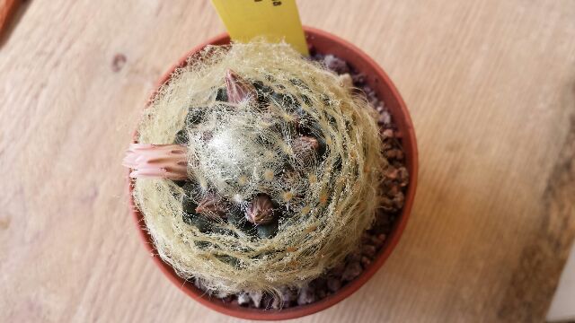 Mammillaria aureilanata 