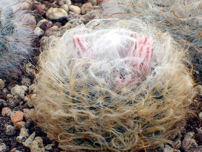 Mammillaria aureilanata 