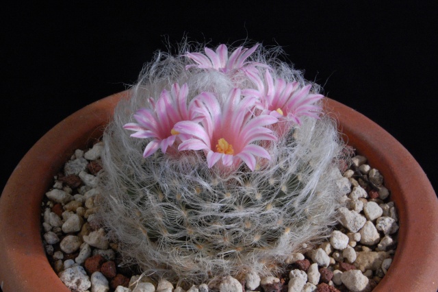Mammillaria aureilanata 