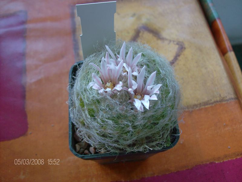 Mammillaria aureilanata 
