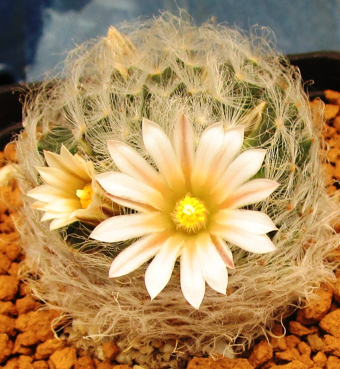 Mammillaria aureilanata v. alba 