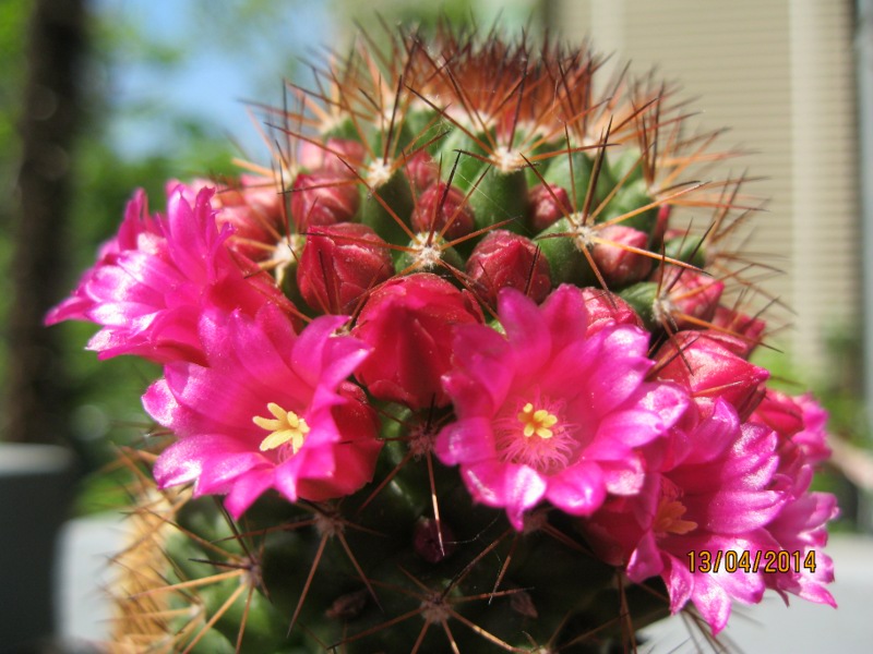 Mammillaria backebergiana 