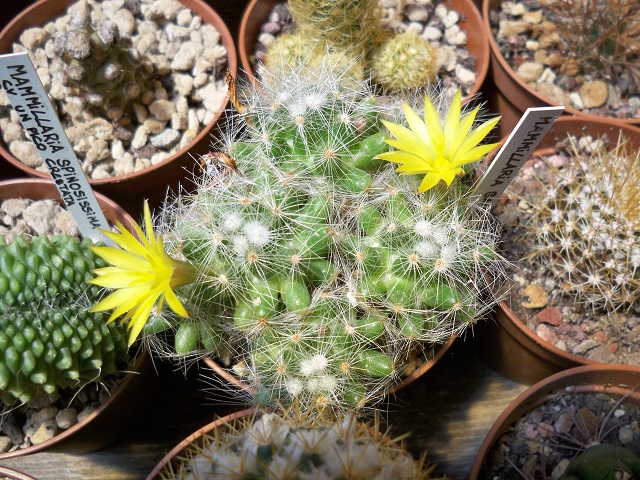 Mammillaria baumii 