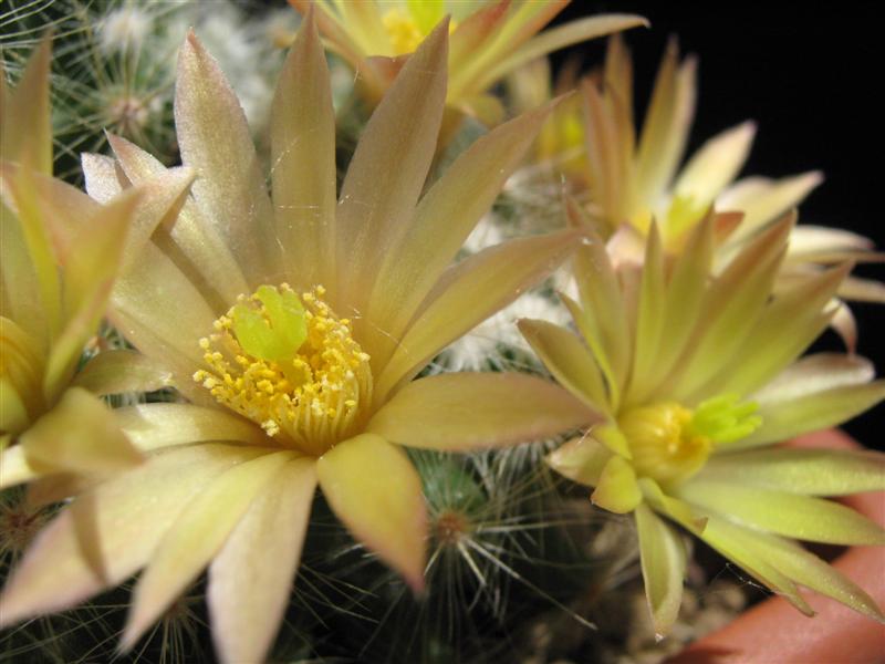 Mammillaria baumii 