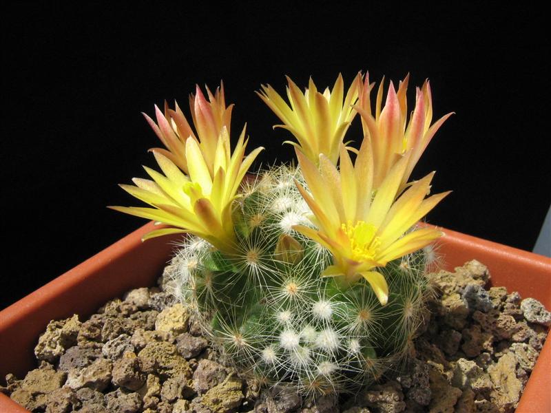 Mammillaria baumii 