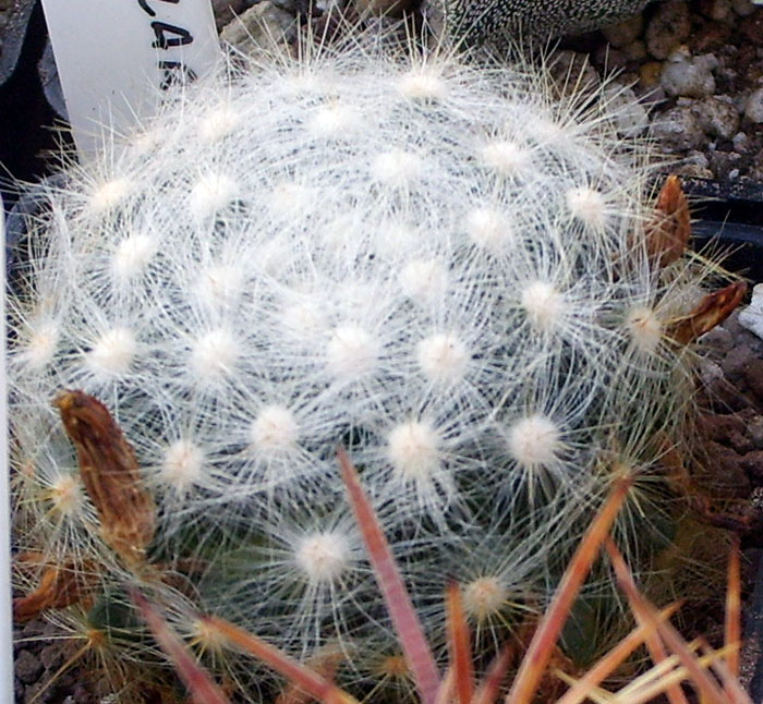 Mammillaria baumii 