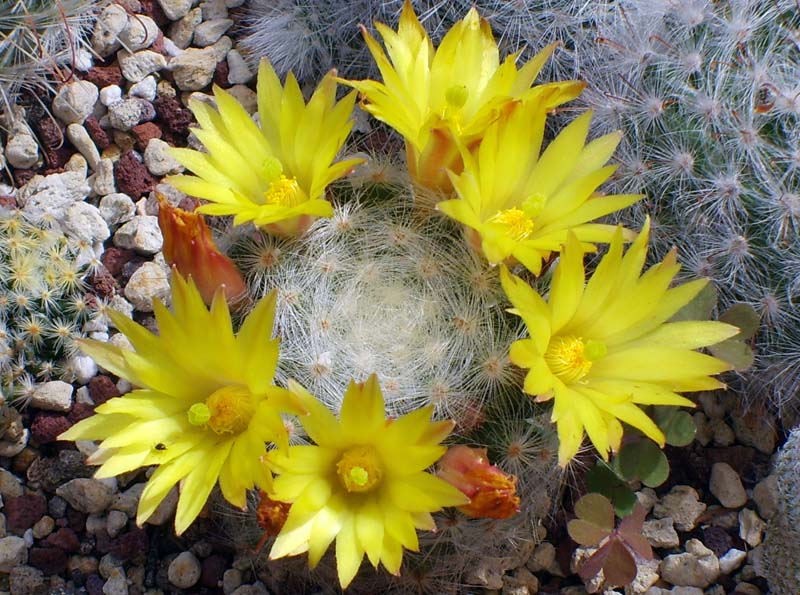 Mammillaria baumii 