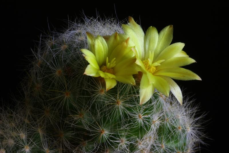 Mammillaria baumii 