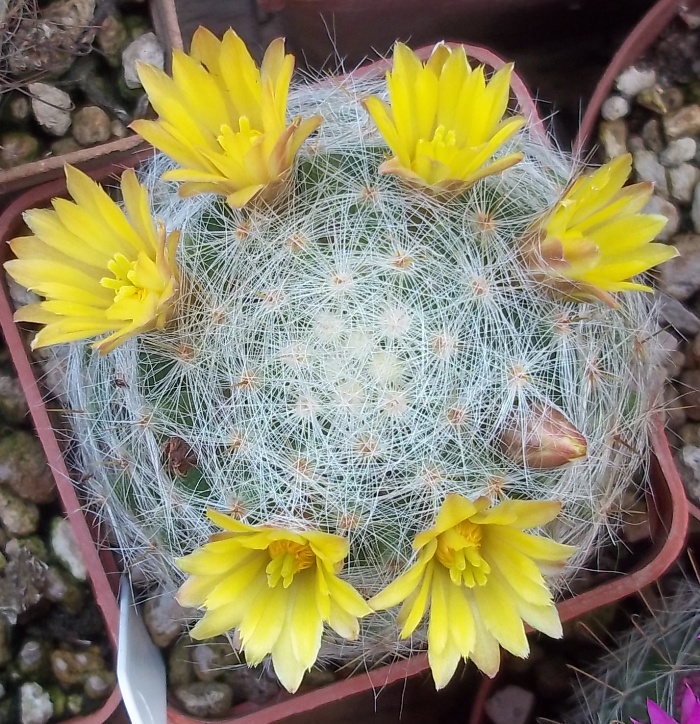 Mammillaria baumii 