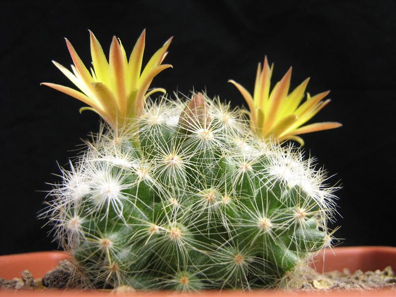 Mammillaria baumii 