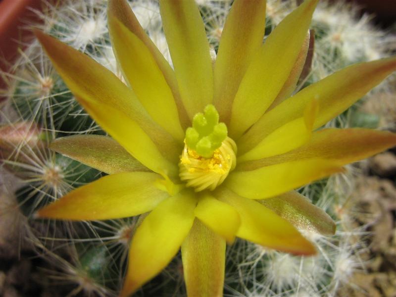 Mammillaria baumii 