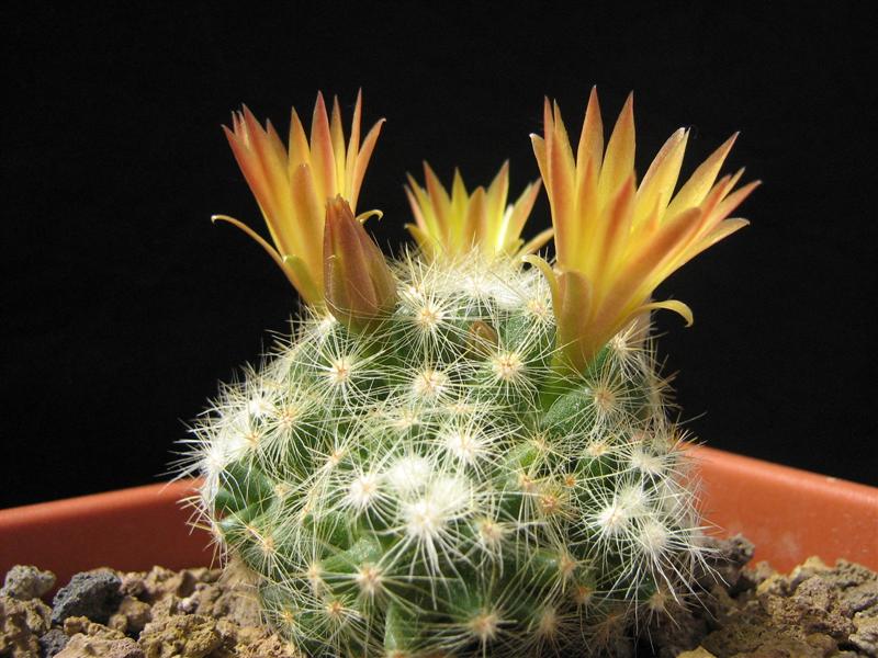 Mammillaria baumii 