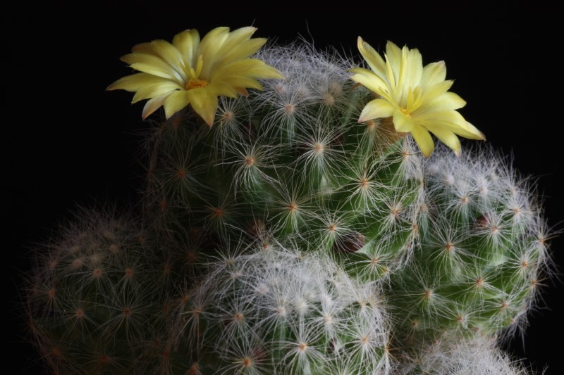 Mammillaria baumii 