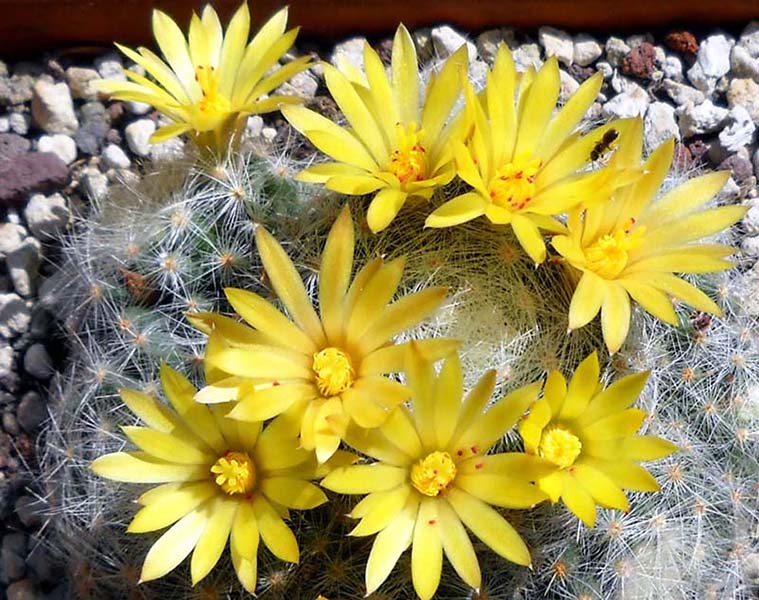 Mammillaria baumii 