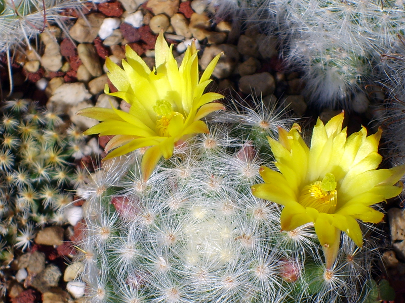 Mammillaria baumii 