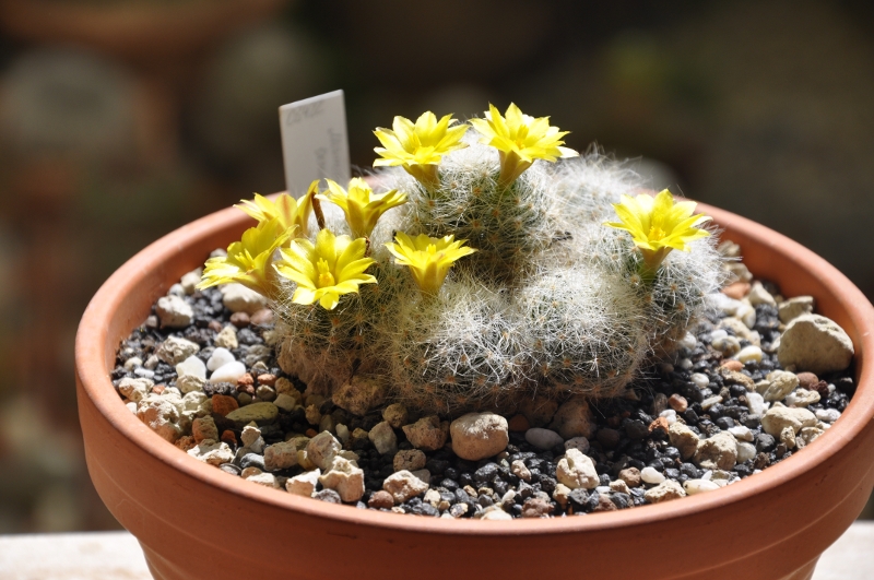 Mammillaria baumii 