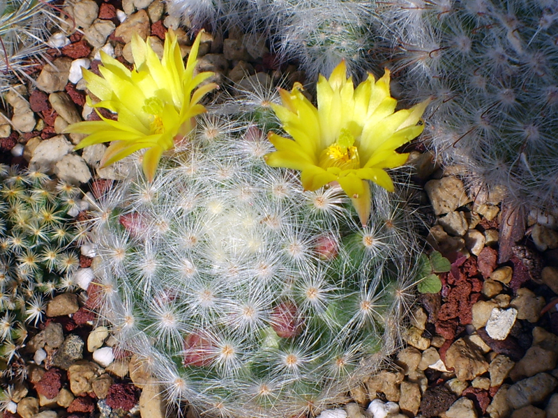 Mammillaria baumii 