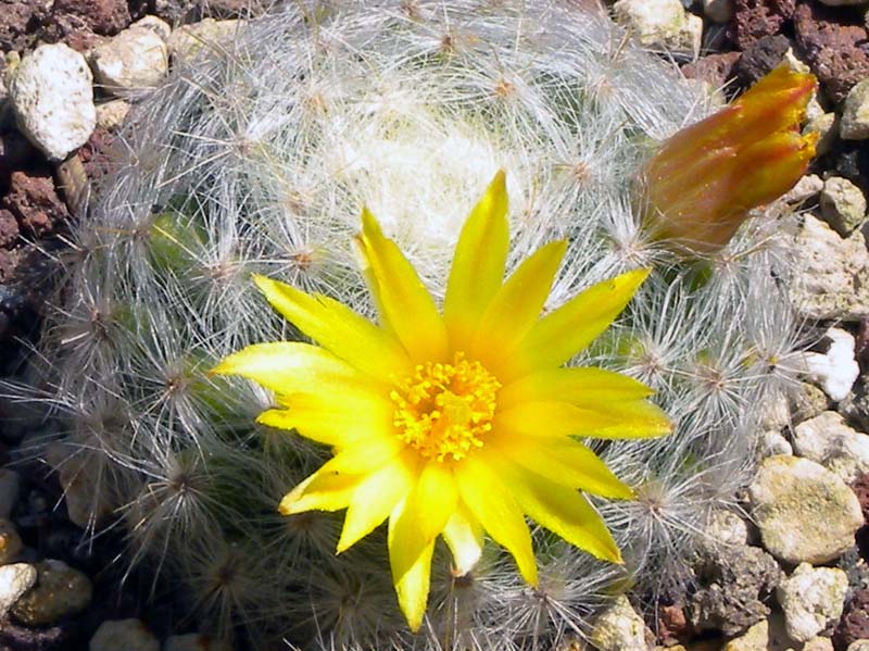 Mammillaria baumii 