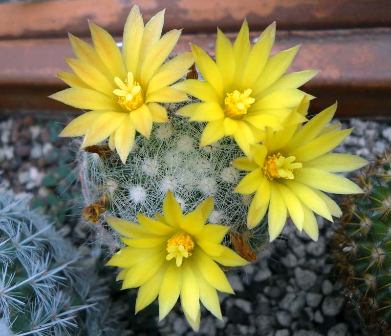 Mammillaria baumii 