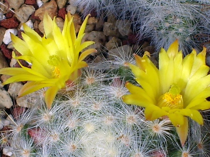 Mammillaria baumii 