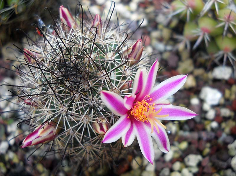 Mammillaria blossfeldiana 