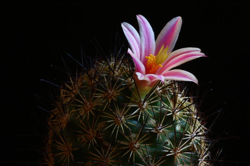 Mammillaria blossfeldiana 