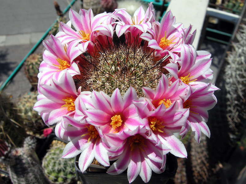 Mammillaria blossfeldiana MG 570