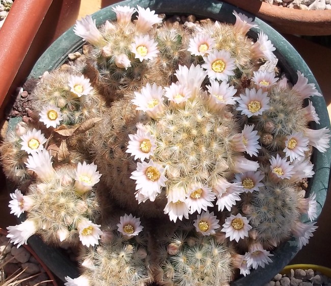 Mammillaria carmenae 