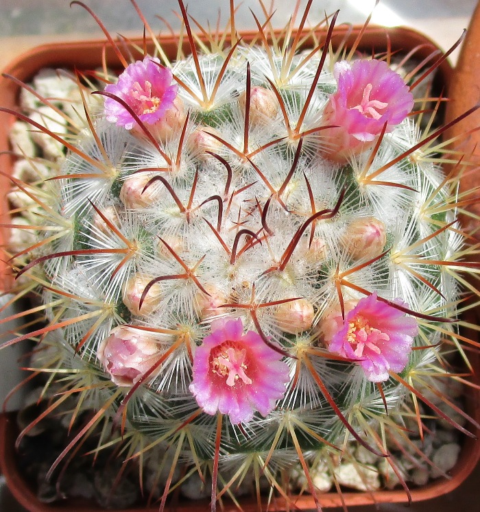 Mammillaria bombycina 