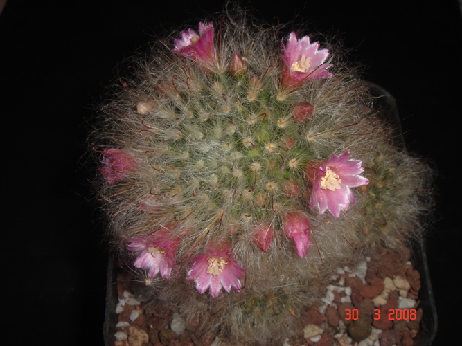 Mammillaria bocasana 