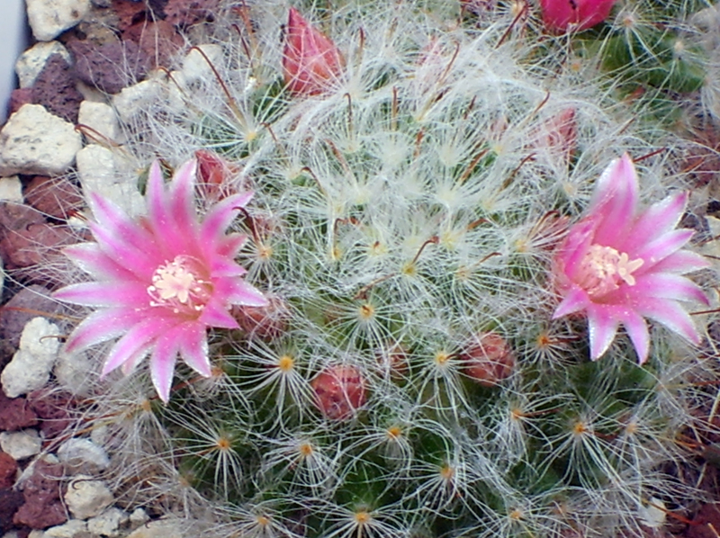 Mammillaria bocasana 