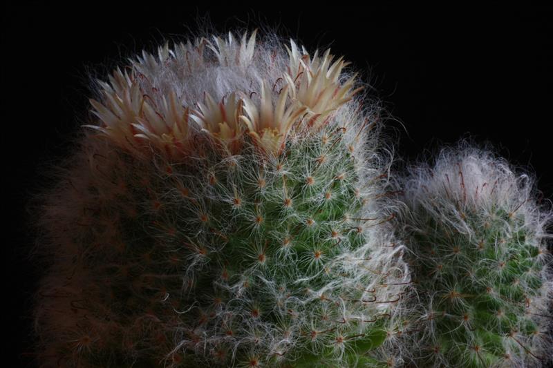 Mammillaria bocasana 