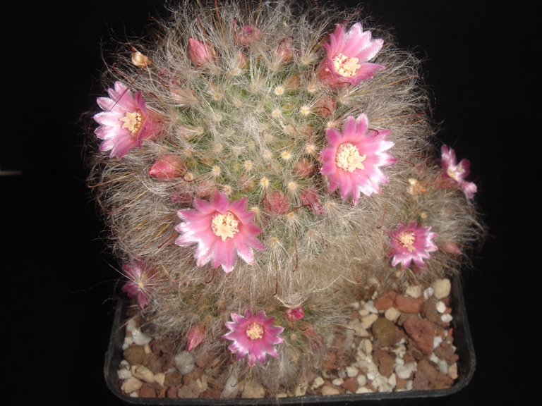 Mammillaria bocasana 