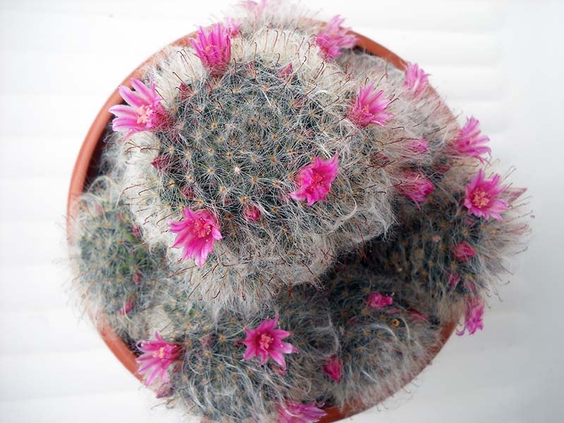 Mammillaria bocasana cv. roseiflora 