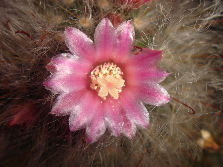 mammillaria  