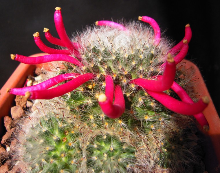 Mammillaria bocasana 