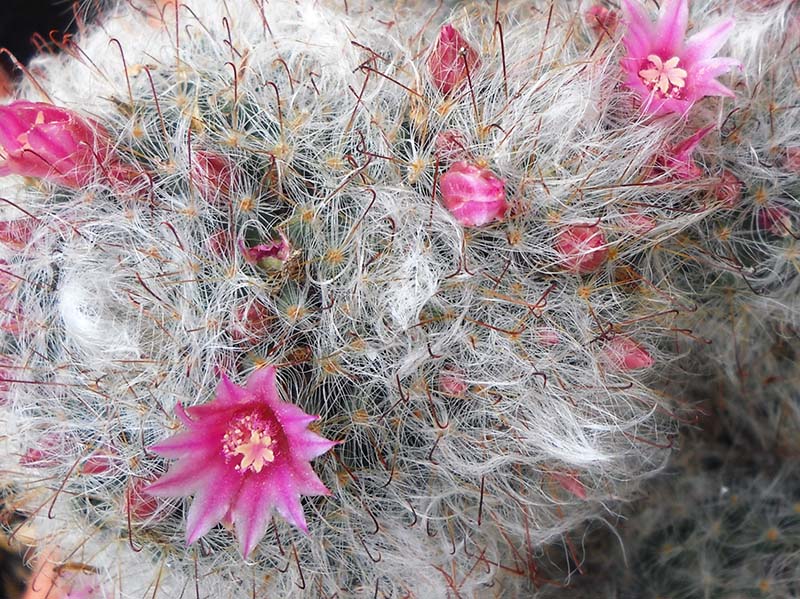 Mammillaria bocasana cv. roseiflora 