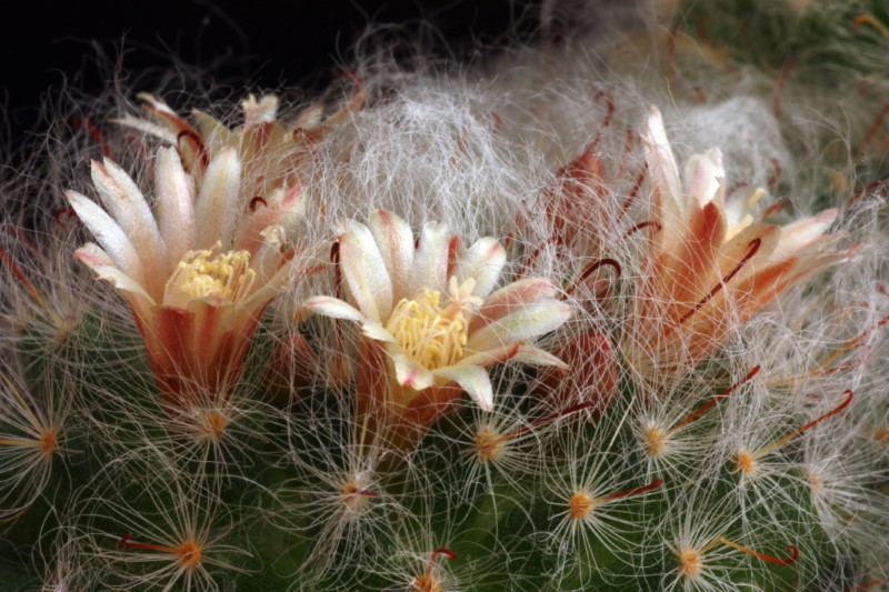 Mammillaria bocasana 